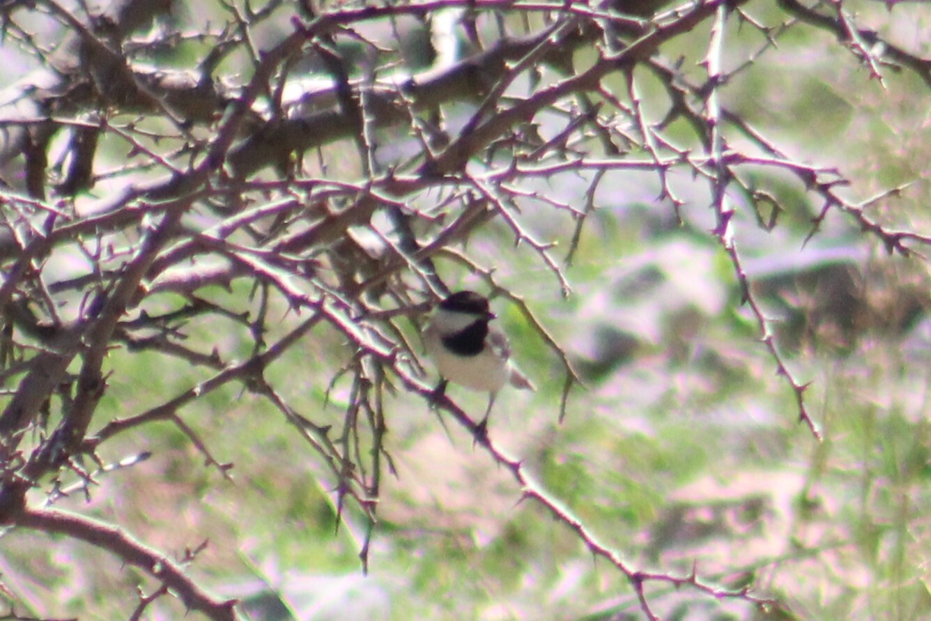 Sombre Tit (Poecile lugubris), photo 3