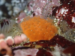 Distaplia