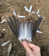 Streptopelia decaocto