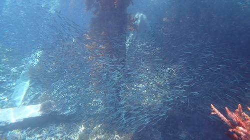 Spratelloides delicatulus observed 2026-02-02
