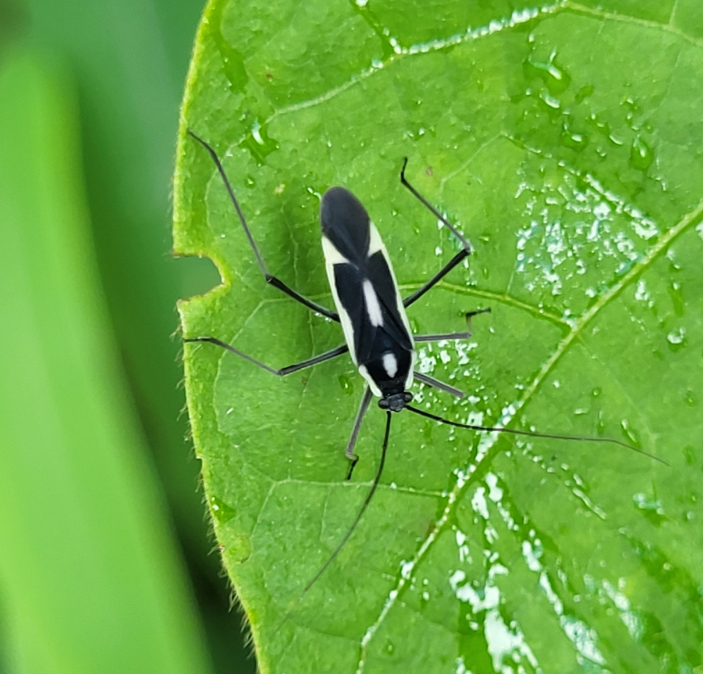 Mimoncopeltus maculatus