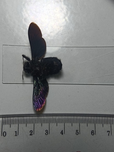 Xylocopa latipes