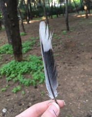 Streptopelia decaocto