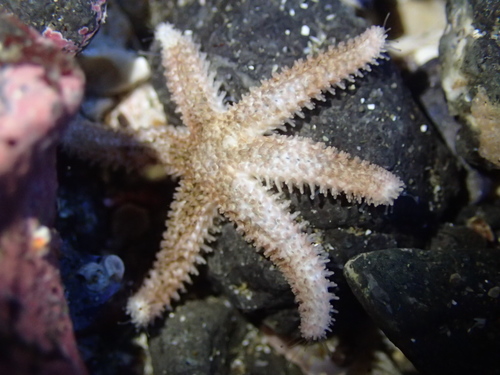 Six-rayed Star, photo 6 of 7