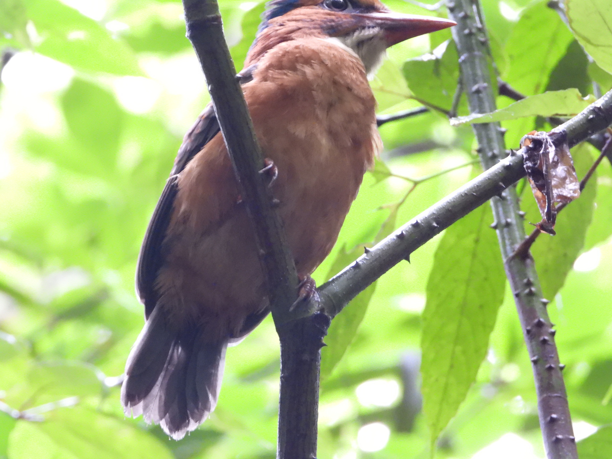 Green-backed Kingfisher (Actenoides monachus), photo 10