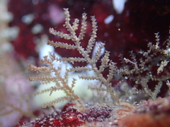 Abietinaria