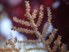 Abietinaria