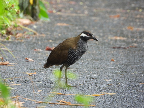 Barred Rail (Gallirallus torquatus), photo 8