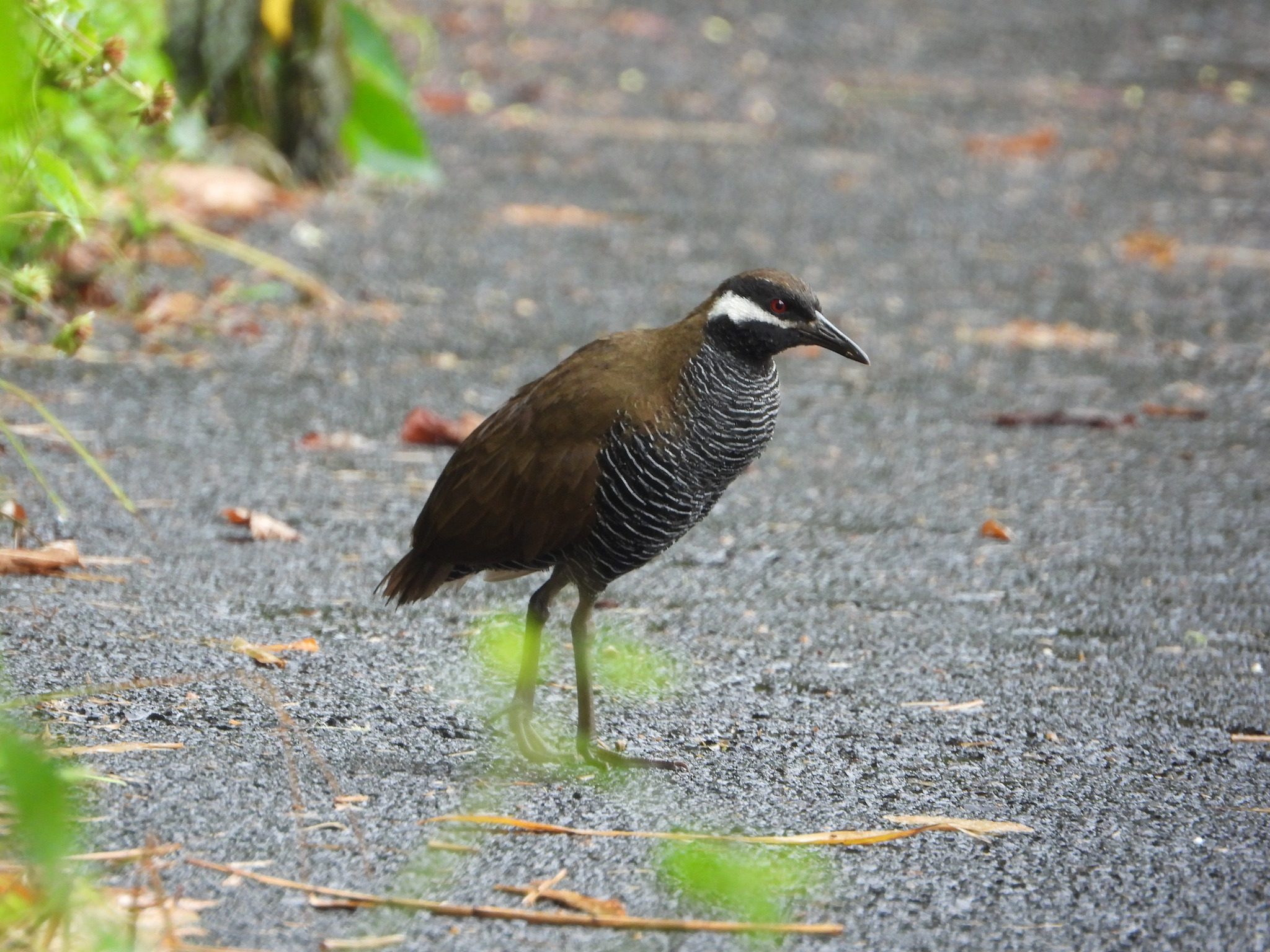 Barred Rail (Gallirallus torquatus), photo 7