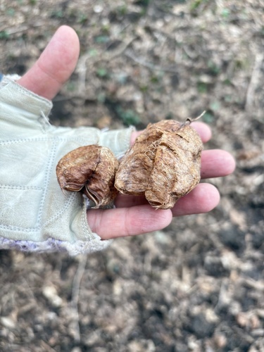 Caucasian Bladdernut (Staphylea colchica)