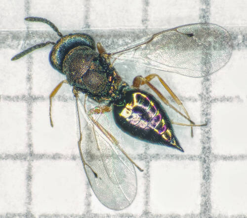 Trichomalus repandus