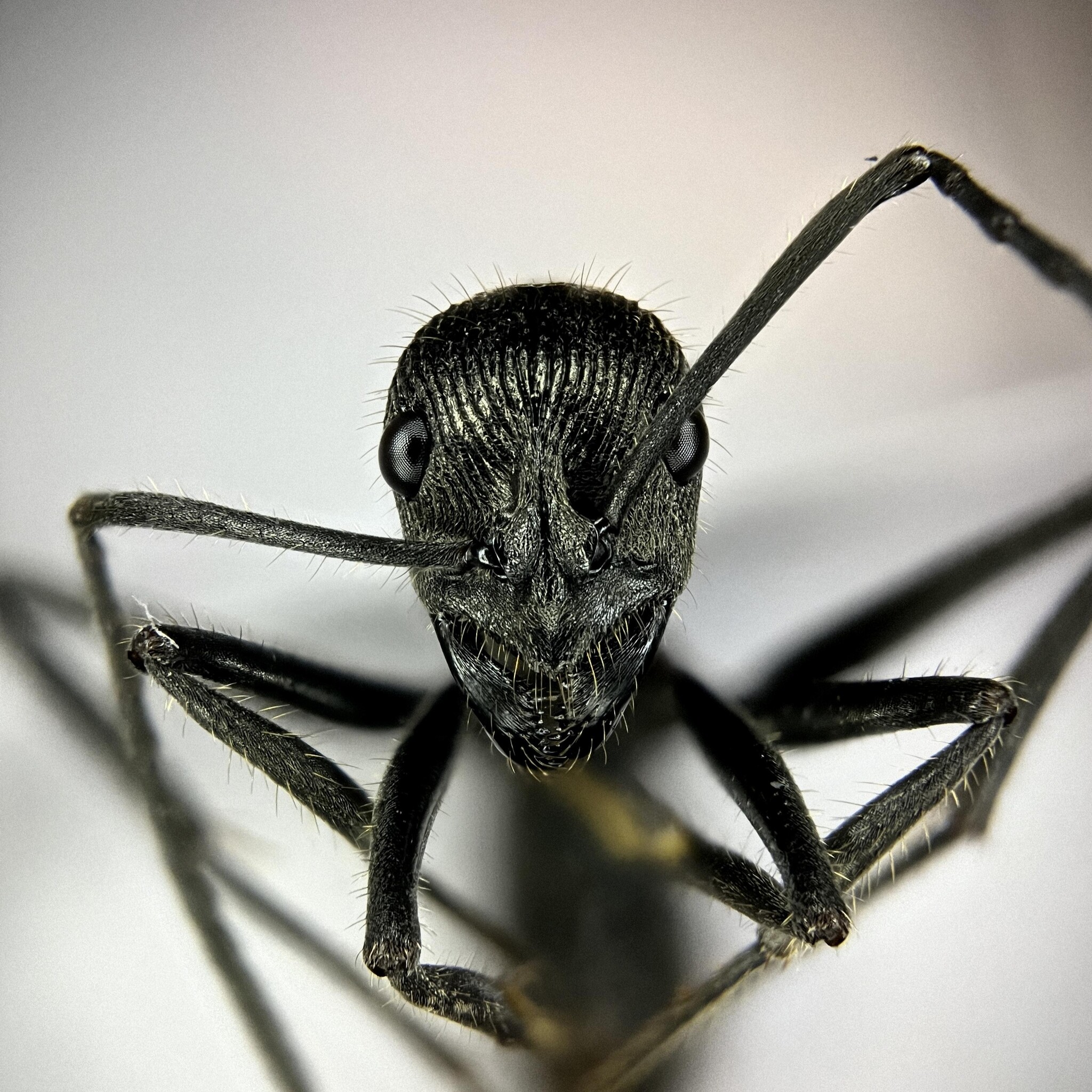 Diacamma orbiculatum