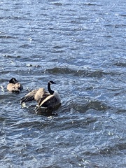Branta canadensis