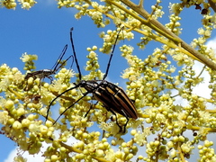 Sphaenothecus trilineatus