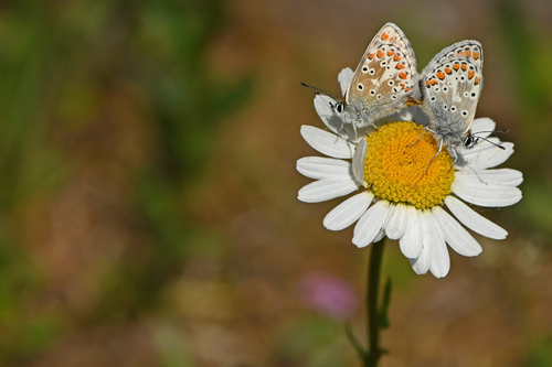 Brown Argus, Woensdrecht, NL-NB, NL, photo 7 of 10