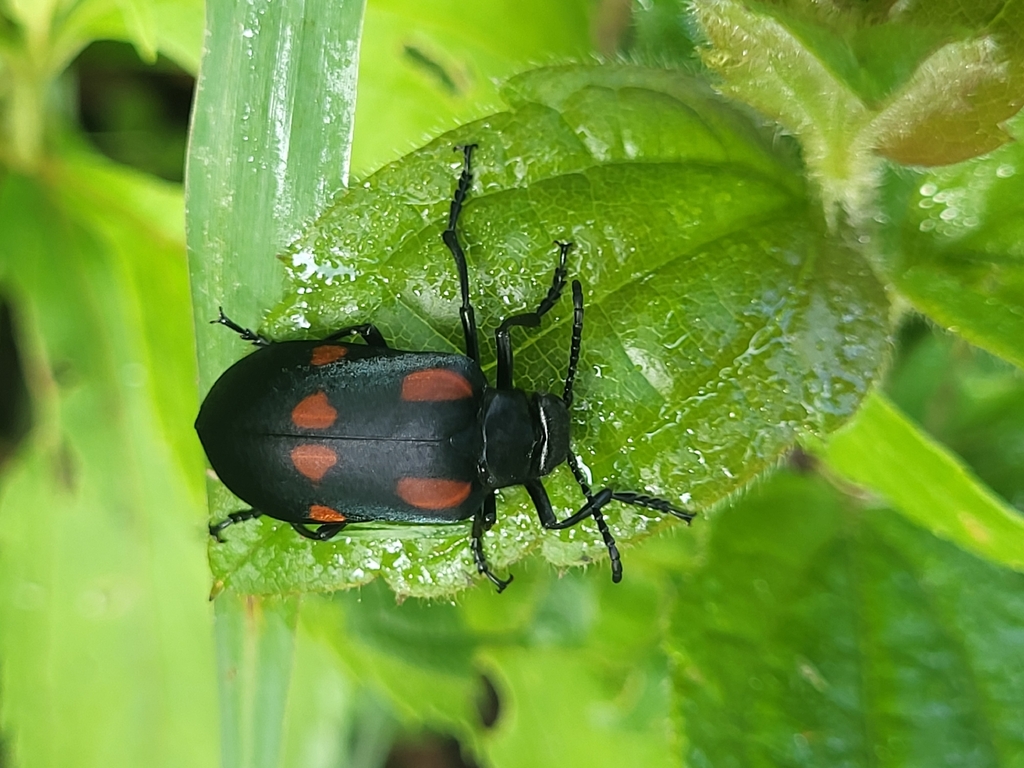 Tetraonyx badeni