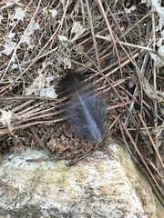 Turdus merula aterrimus