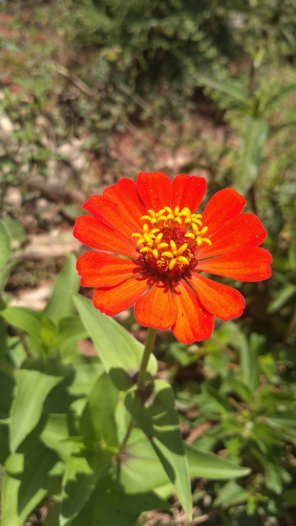 Zinnia elegans