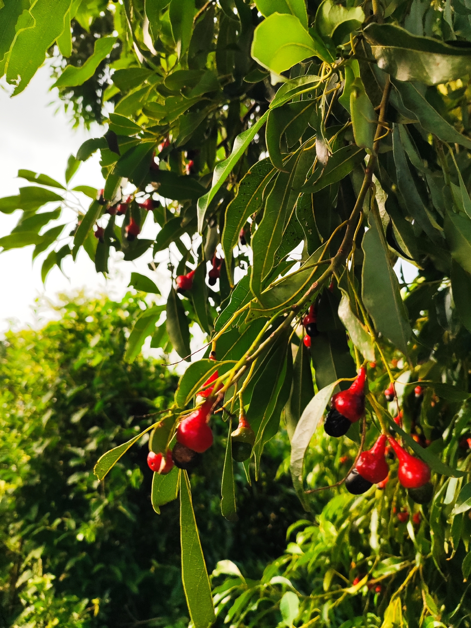 Imagem de Canela-guaicá