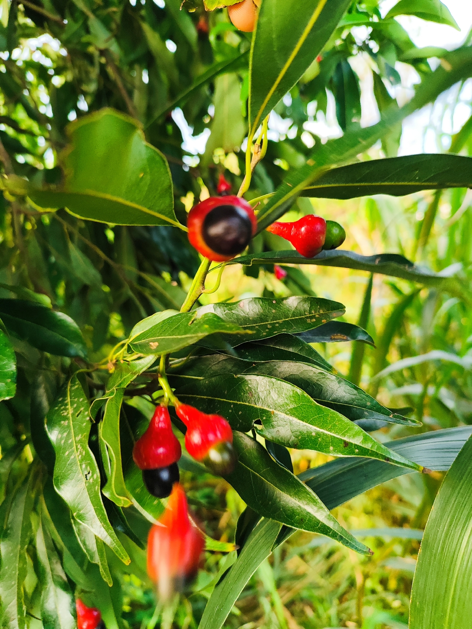 Imagem de Canela-guaicá