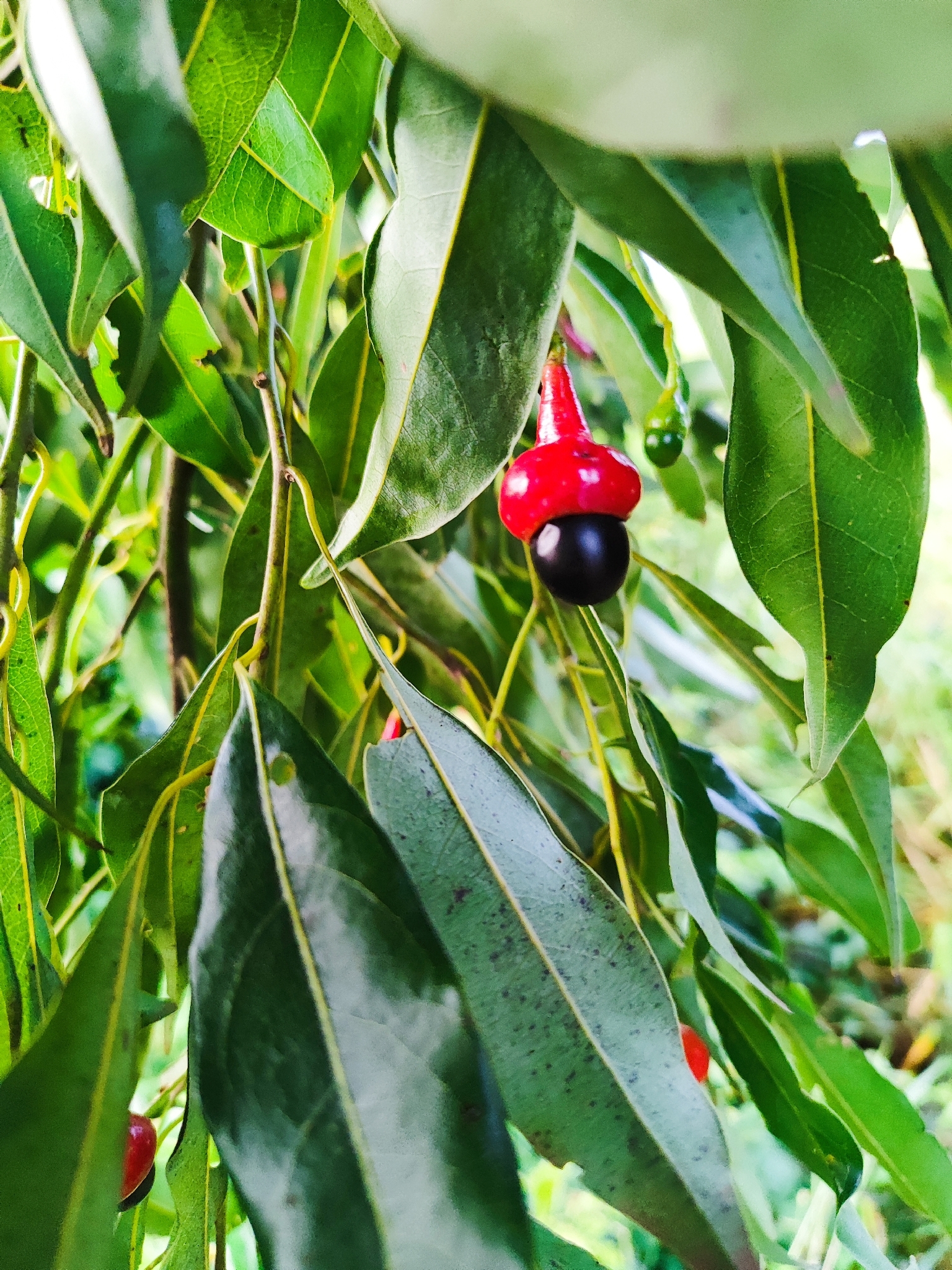 Imagem de Canela-guaicá