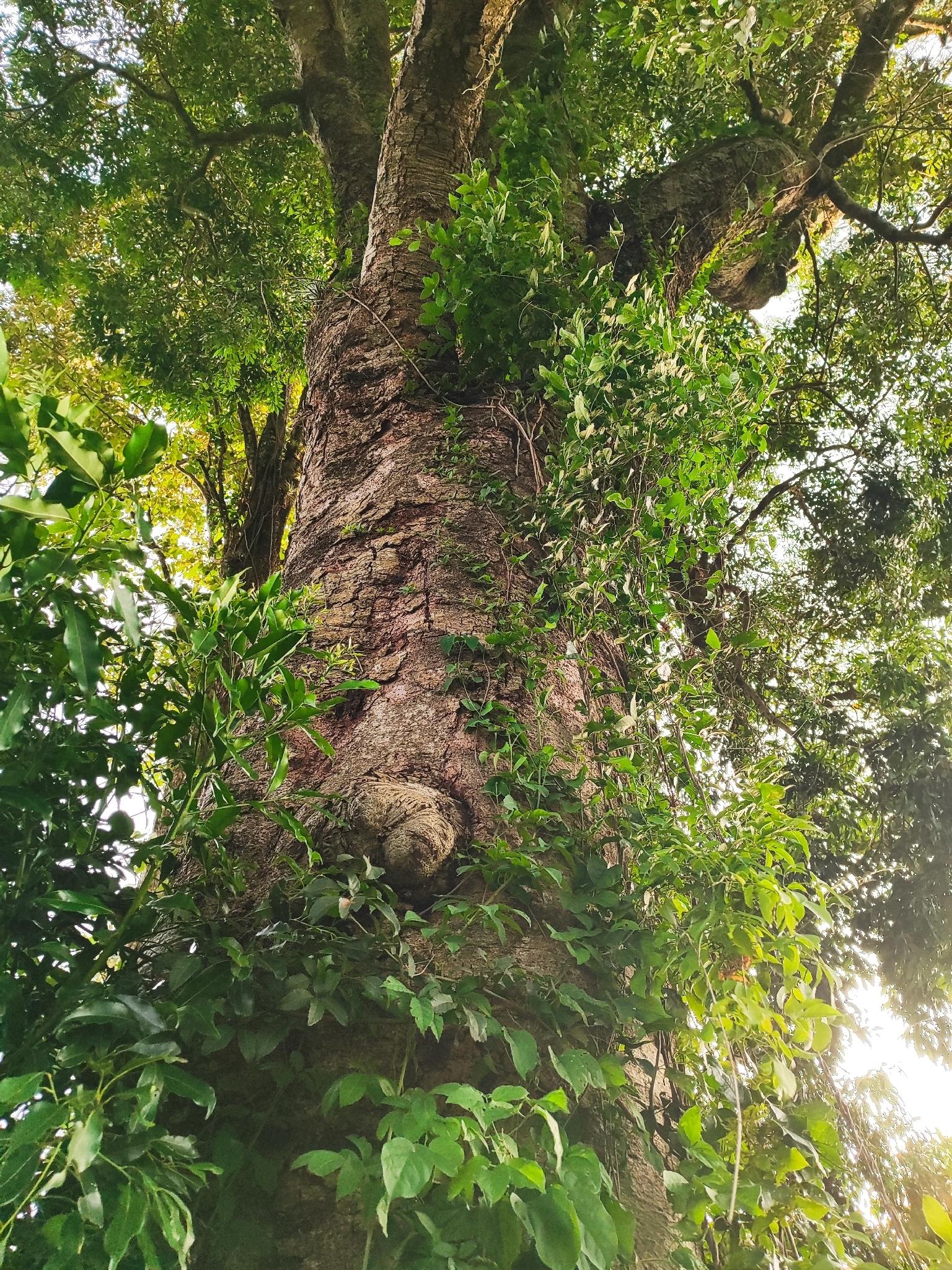 Imagem de Canela-guaicá