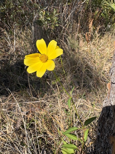 Smallfruit Beggarticks (Bidens mitis)