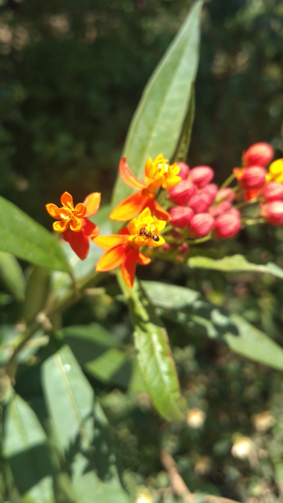 Asclepias curassavica