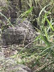 Tropidurus etheridgei