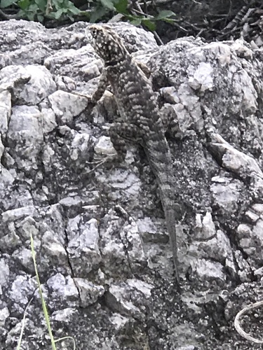 Etheridge's Lava Lizard