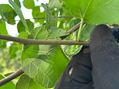 Cordia monoica, photograph 5