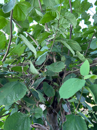 Cordia monoica, photograph 4