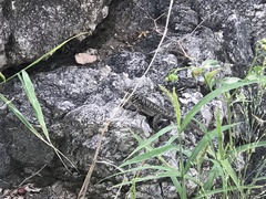 Tropidurus etheridgei