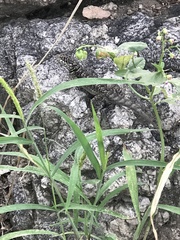 Tropidurus etheridgei