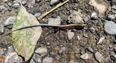 Pholidobolus vertebralis