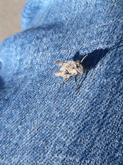 Dracotettix monstrosus