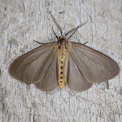 Pagara simplex