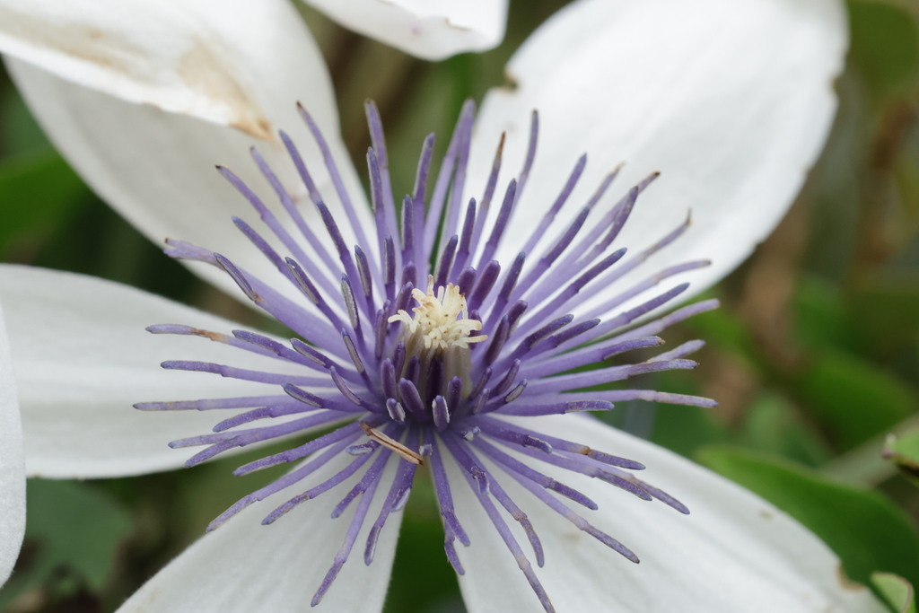 Naraveliopsis