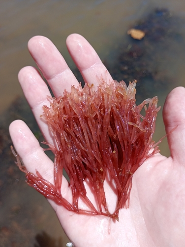 Tricleocarpa cylindrica observed 2026-02-21
