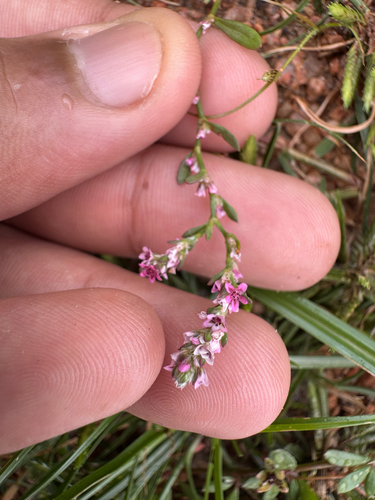 Small Knotweed
