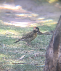 Colaptes melanochloros