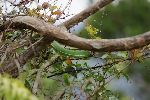 Chinese Green Tree Viper