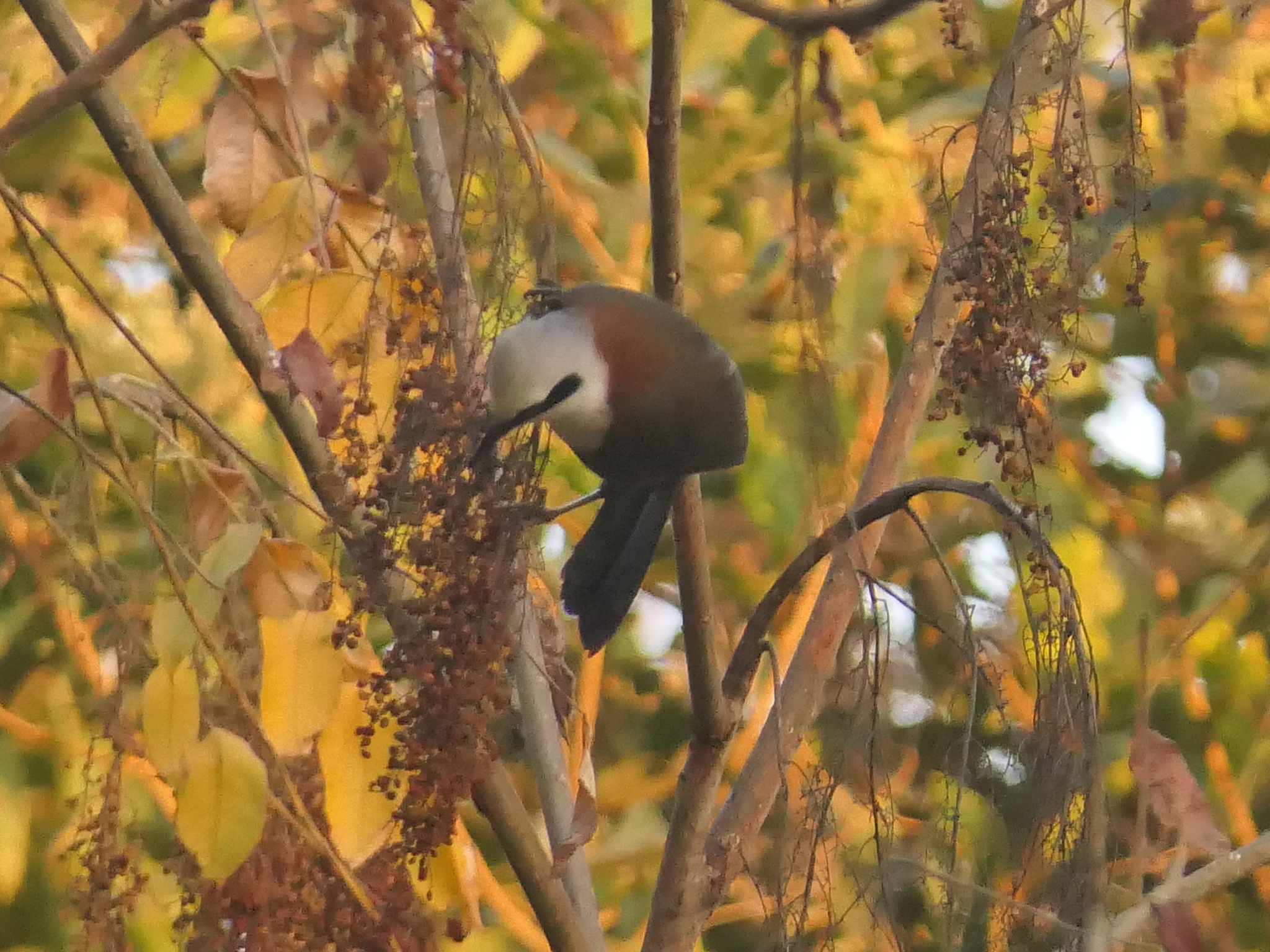 White-crested Laughingthrush (Garrulax leucolophus), photo 3