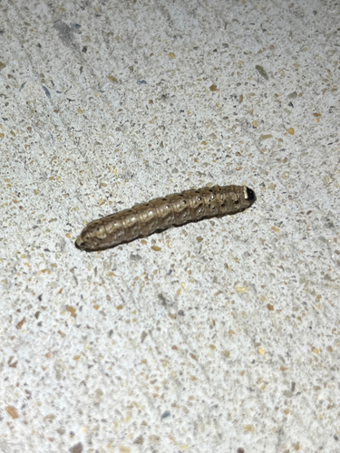 Ruddy Quaker Moth photo 2