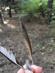Turdus philomelos
