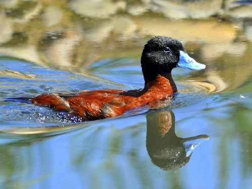 iNaturalist image