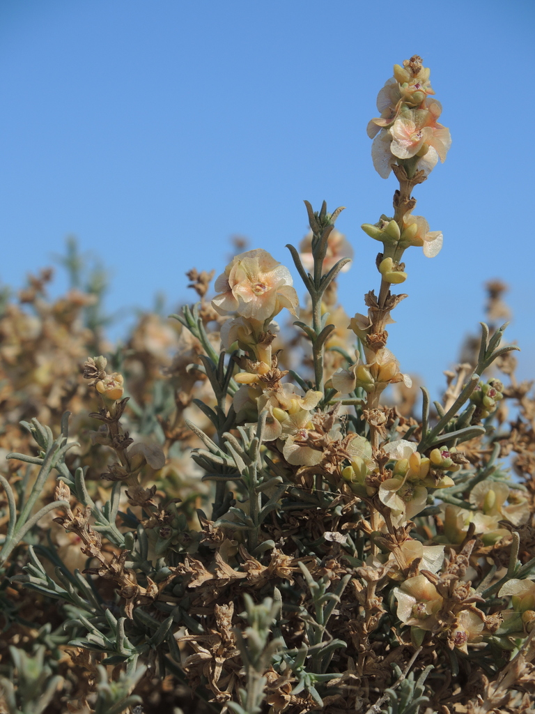 Salsola tunetana