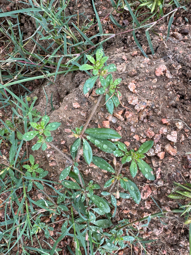 Slender Carpet-weed