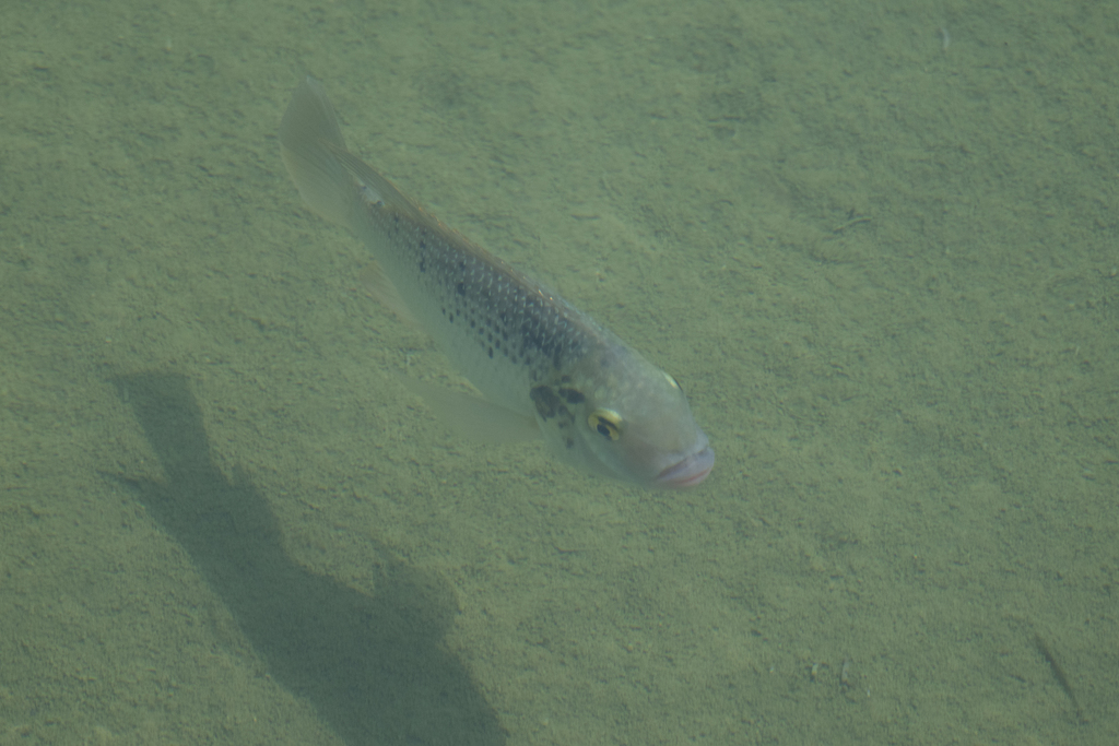 Mango tilapia (Sarotherodon galilaeus) — Cichlidae