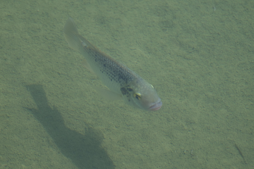 Mango tilapia (Sarotherodon galilaeus) — Cichlidae